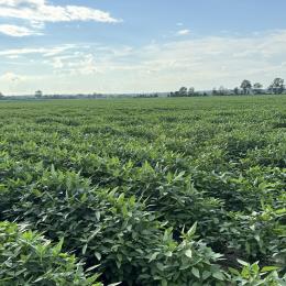 Soybeans