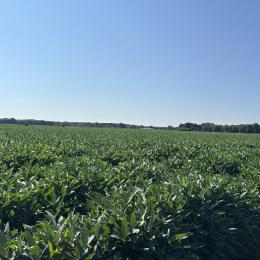 Soybeans
